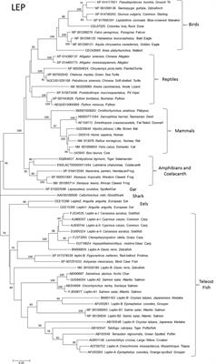 On the Molecular Evolution of Leptin, Leptin Receptor, and Endospanin